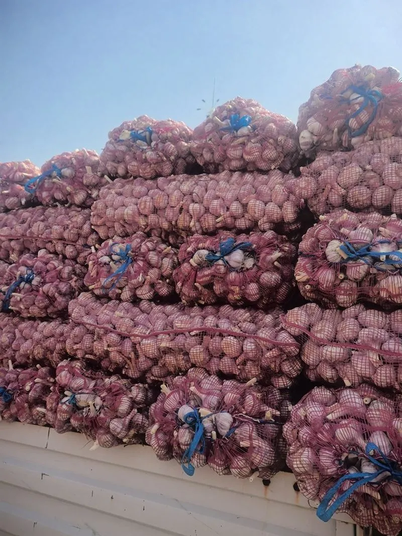 2025 Nieuwe knoflook