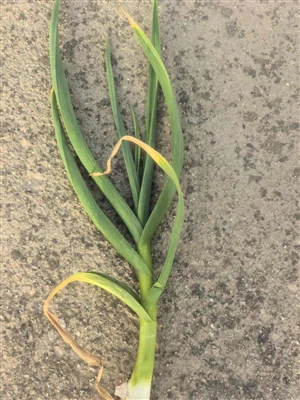 Nieuwe knoflook van 2025 groeit goed