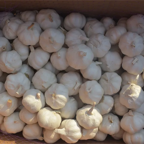 White Garlic